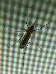 Culicidae