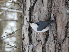 Sitta europaea
