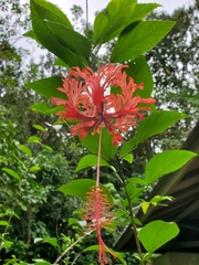 Hibiscus schizopetalus