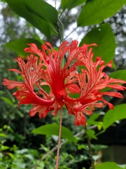 Hibiscus schizopetalus