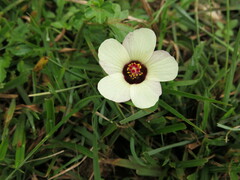 Hibiscus trionum