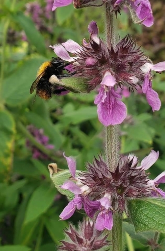 čmeľ poľný (Bombus pascuorum)