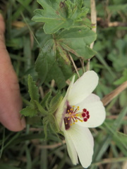Hibiscus trionum