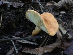 Lactarius volemus image