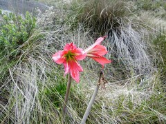 Hippeastrum