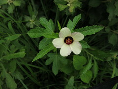 Hibiscus trionum