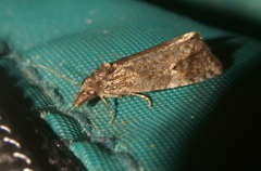 Phtheochroa