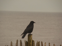 Corvus corone