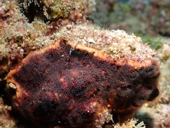 Schizoporella errata