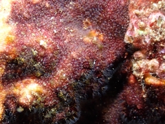 Schizoporella errata