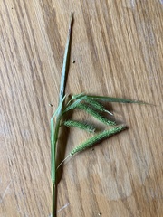 Carex gynandra