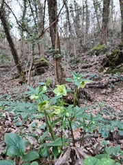 Helleborus