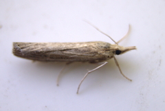 Neodactria luteolellus