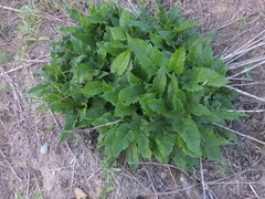 Silphium perfoliatum