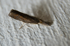 Neodactria luteolellus