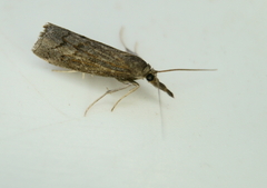 Neodactria luteolellus