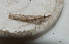 Neodactria luteolellus