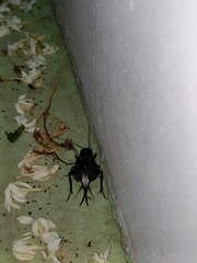 Gryllus bimaculatus