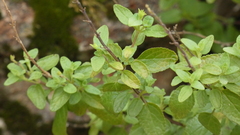 Salvia microphylla