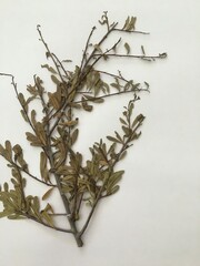 Luma apiculata