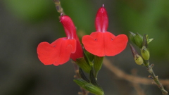 Salvia microphylla
