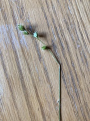 Carex deweyana
