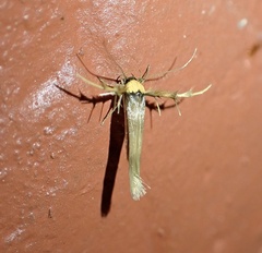Stathmopoda
