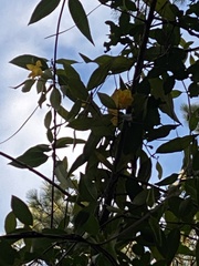 Gelsemium sempervirens