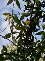 Gelsemium sempervirens