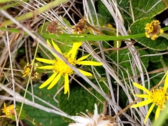Brachyglottis lagopus