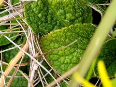 Brachyglottis lagopus