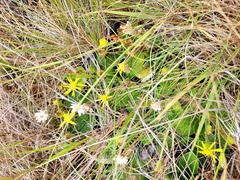 Brachyglottis lagopus