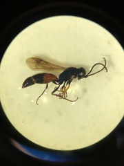 Didineis lunicornis