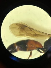Didineis lunicornis
