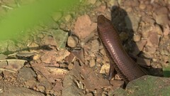 Eutropis macularia