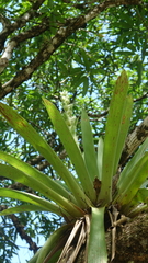 Vriesea pleiosticha