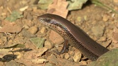 Eutropis macularia
