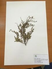 Luma apiculata