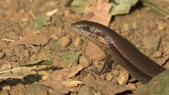 Eutropis macularia