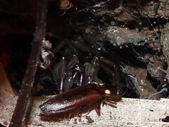 Phanophorus perspicax