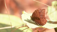 Abisara bifasciata