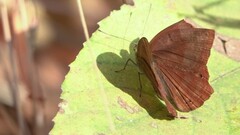 Abisara bifasciata