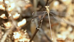Lestes viridulus