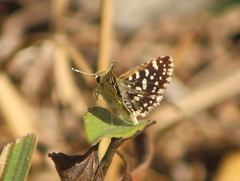 Spialia galba
