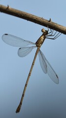 Lestes viridulus