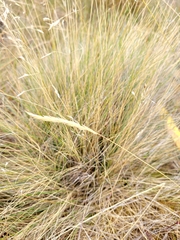 Poa cita
