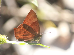 Abisara bifasciata