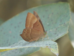Abisara bifasciata