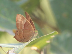 Abisara bifasciata