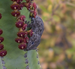 Tarentola delalandii